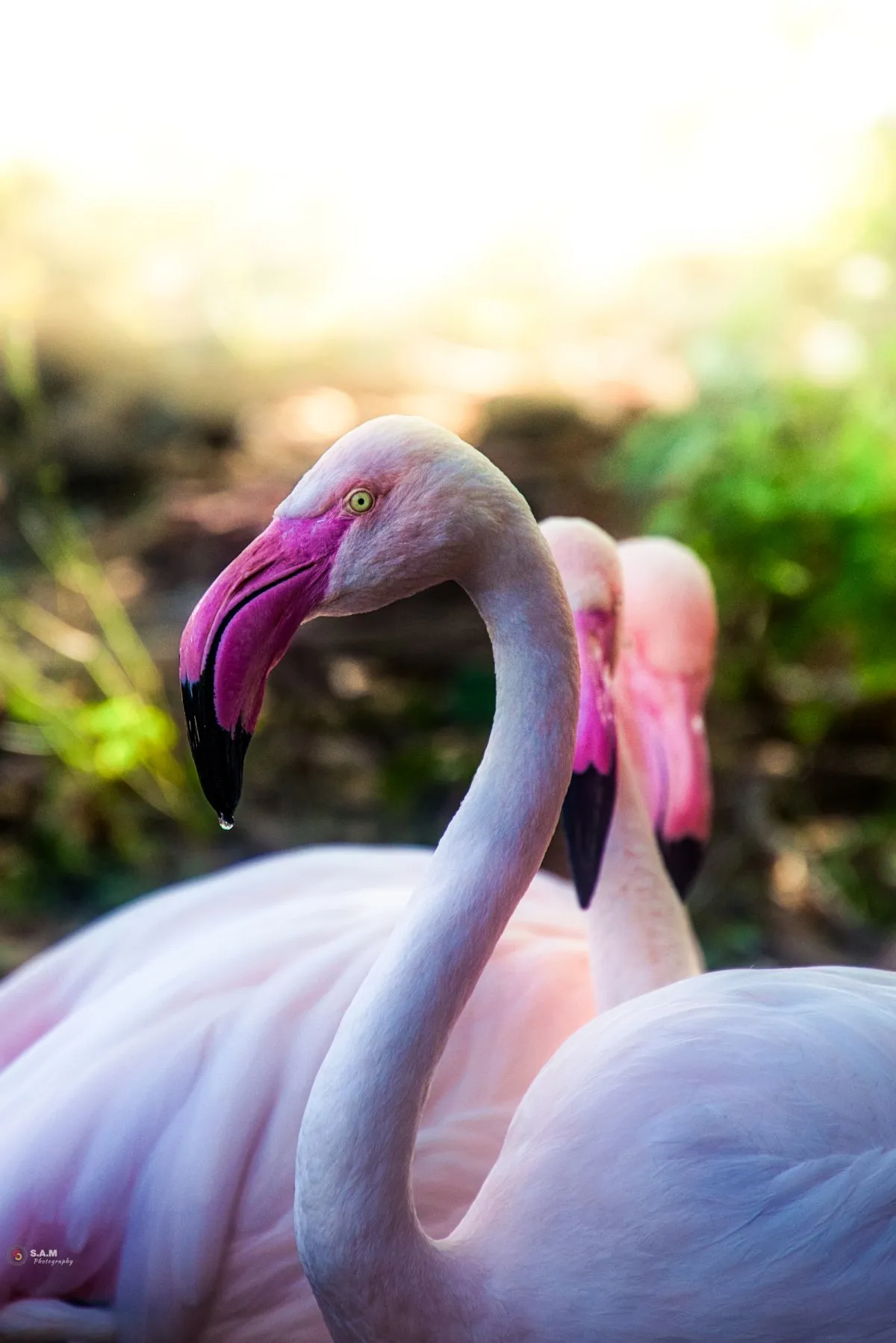 Closeup of pink flamingos with hooked beaks at Casela Nature Parks in Mauritius