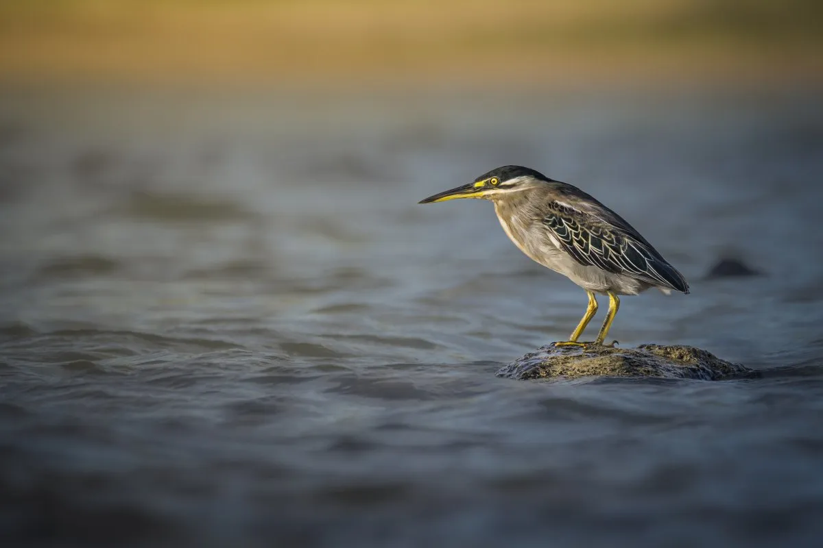 Striated heron standing on a northern coast beach in Mauritius during a cold morning