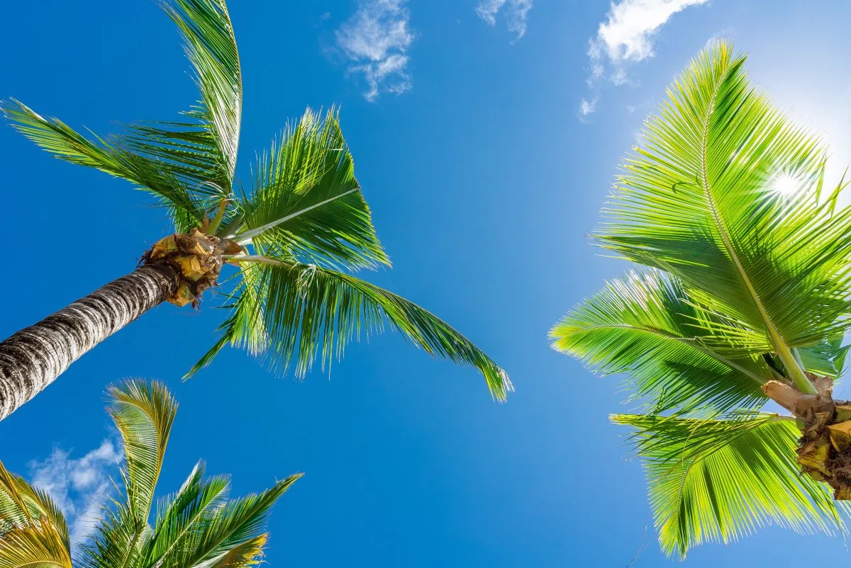 A tall green palm tree under a sunny blue sky in Mauritius