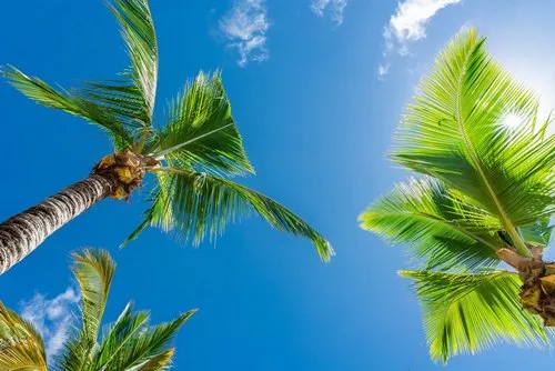 Green palm tree under sunny blue Sky in summer