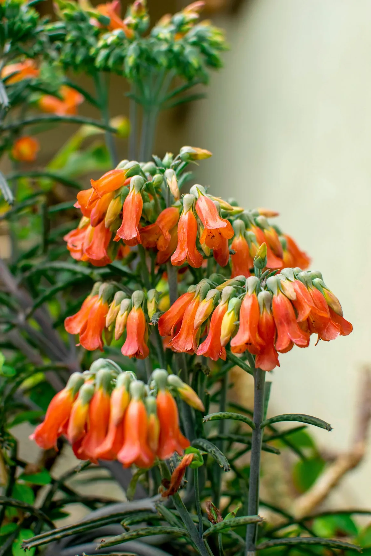 Close-up of Chandelier Plant flower known as Mother of Thousands in Mauritius