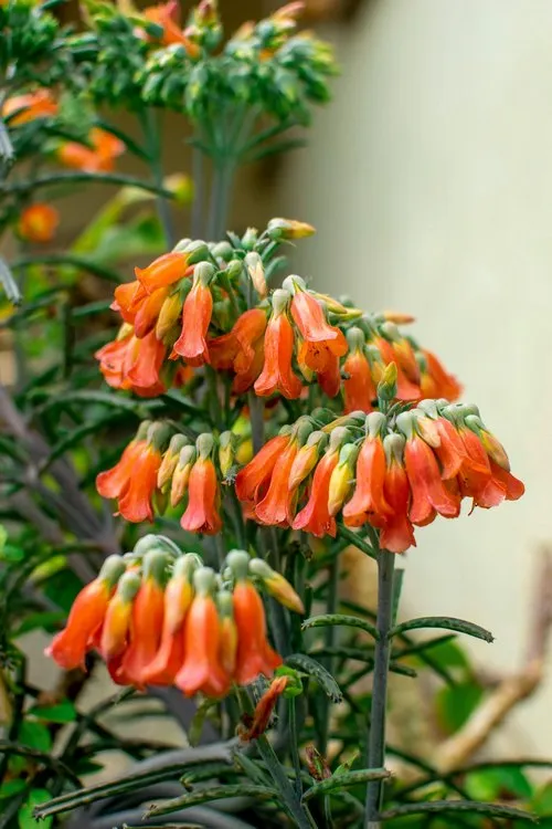 Chandelier plant - Mother of Thousands
