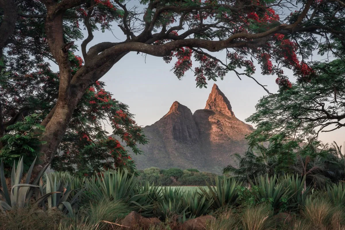 Rempart Mountain framed by a blooming Flamboyant tree in Mauritius under a clear sky