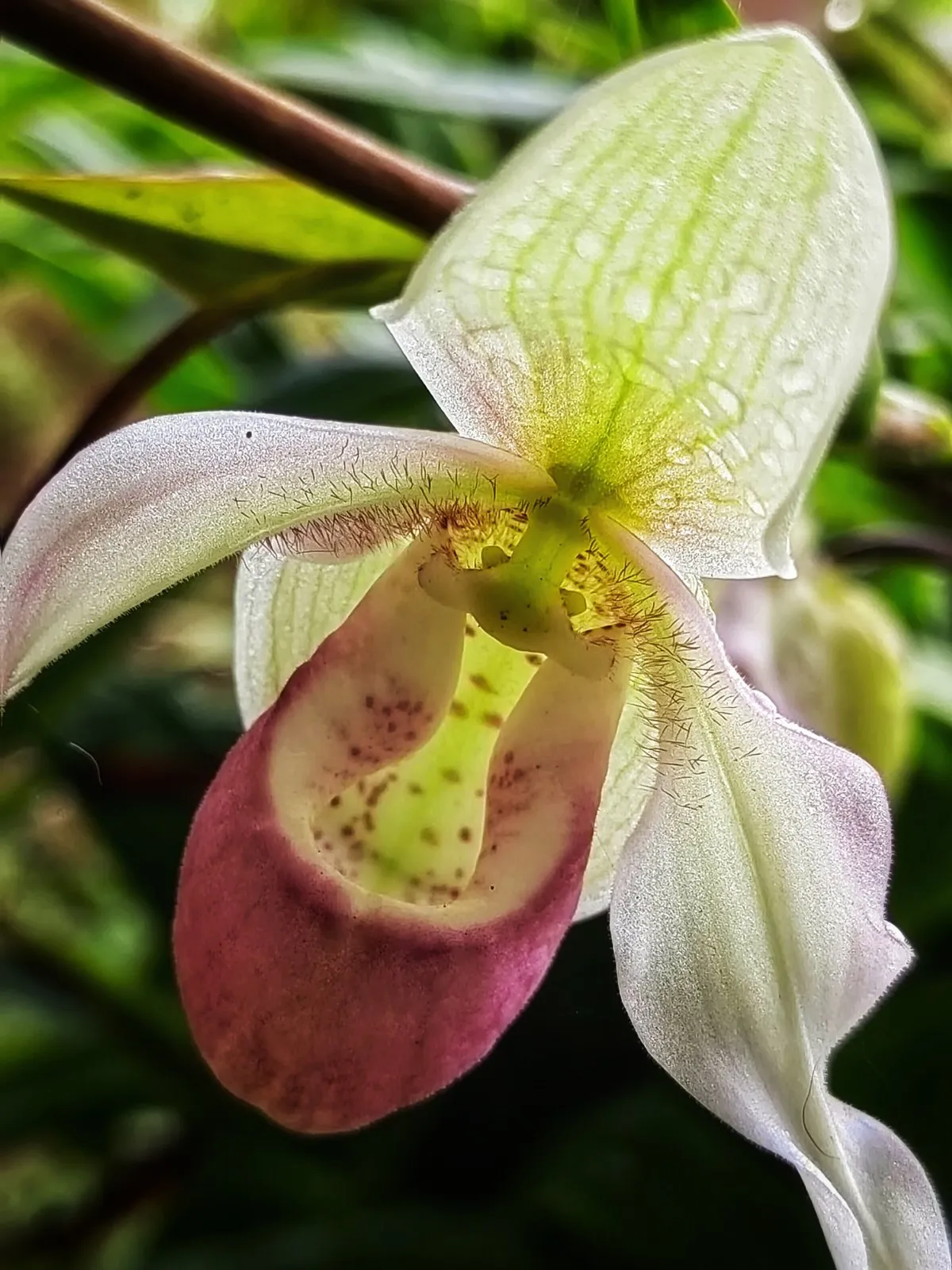 Closeup of a blooming orchid flower in Mauritius with detailed petals and vibrant colors