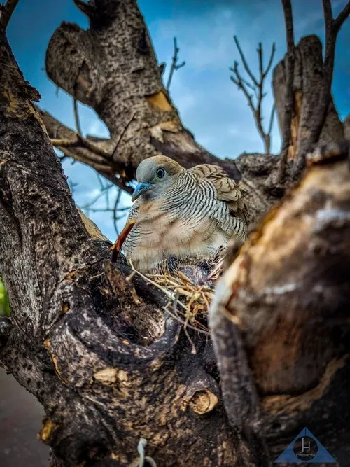 Zebra dove a common bird in Mauritius