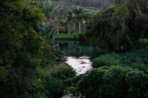 Bède River on the Way to Le Pouce Mountain