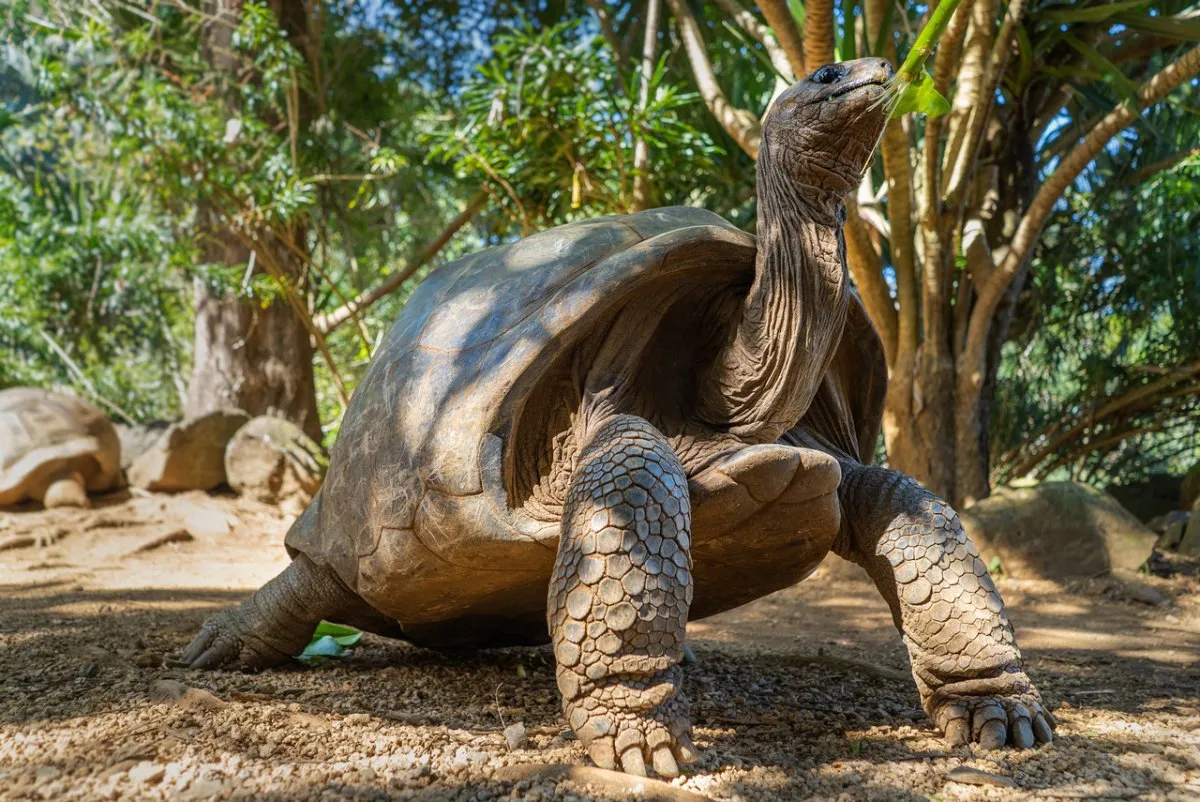 Long neck giant tortoise feeding at La Vanille Crocodile Park in Mauritius