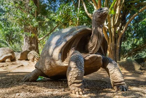 Long neck giant tortoise feeding at La Vanille