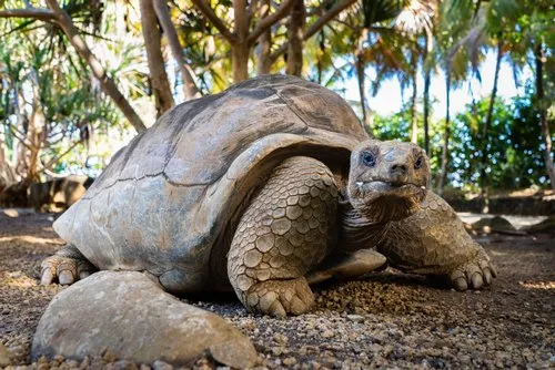 Centenary giant turtle at La Vanille Nature Park