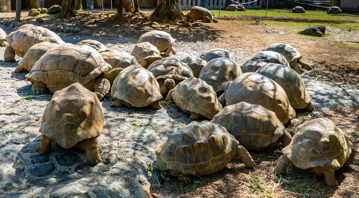 Giant tortoises at La Vanille Nature Park in Mauritius gathered closely together