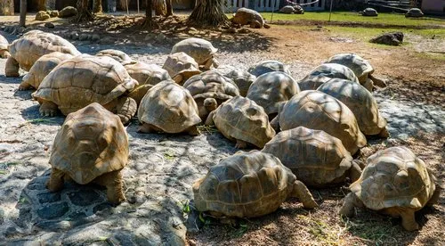 Turtle Park in Mauritius