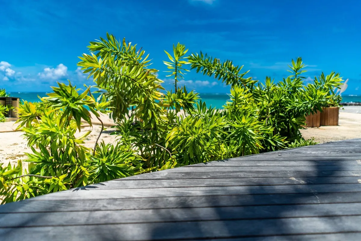 Wooden decking next to green bush at Constance Belle-Mare Plage, Mauritius with hotel pool nearby