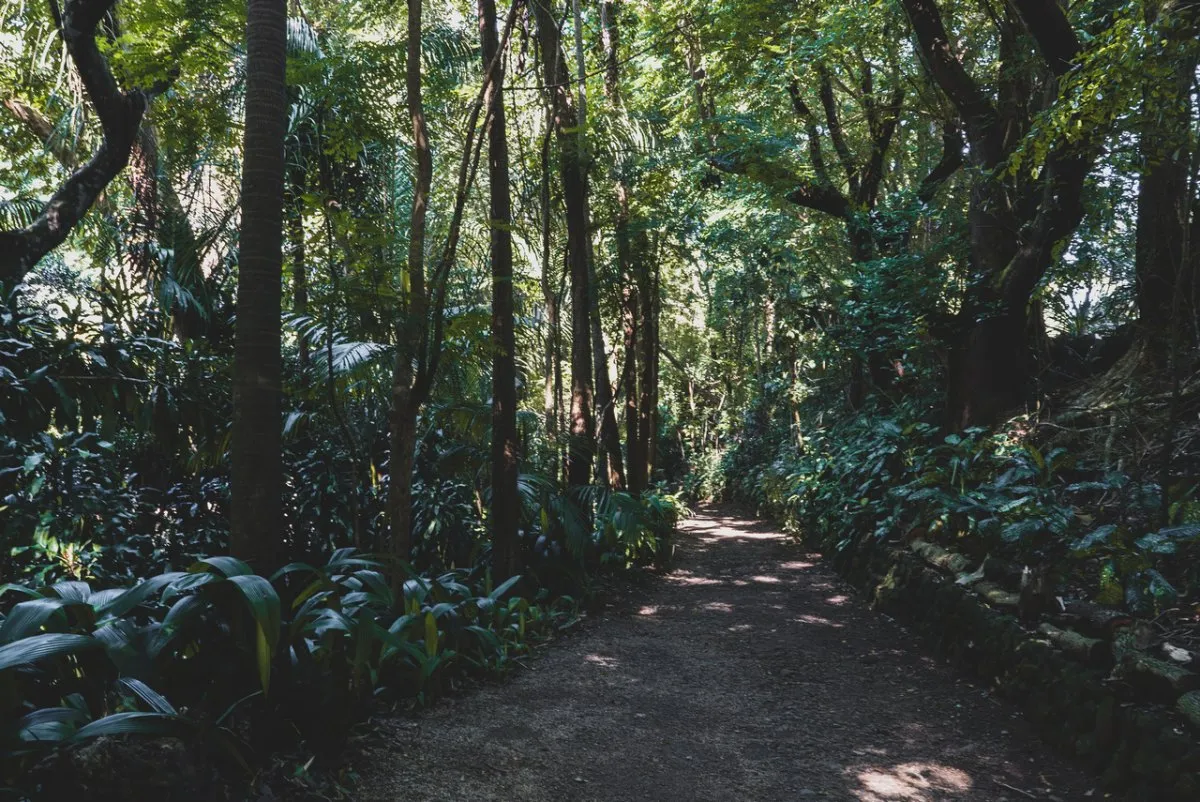 Vintage photo of a forest with centenary trees at La Vanille Nature Park in Mauritius