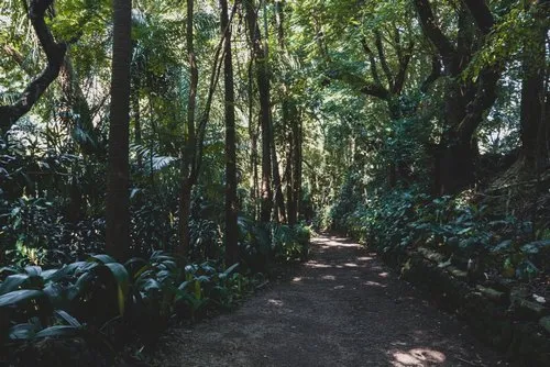 Old style photography of forest in Mauritius