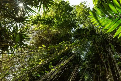 Sun rays passing trees in dense forest