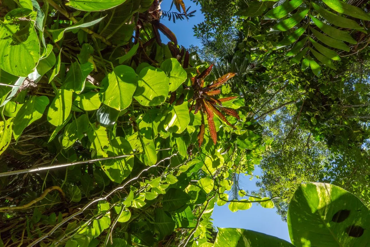 Lush green climbing plants in a natural Mauritian setting wrapping around supports