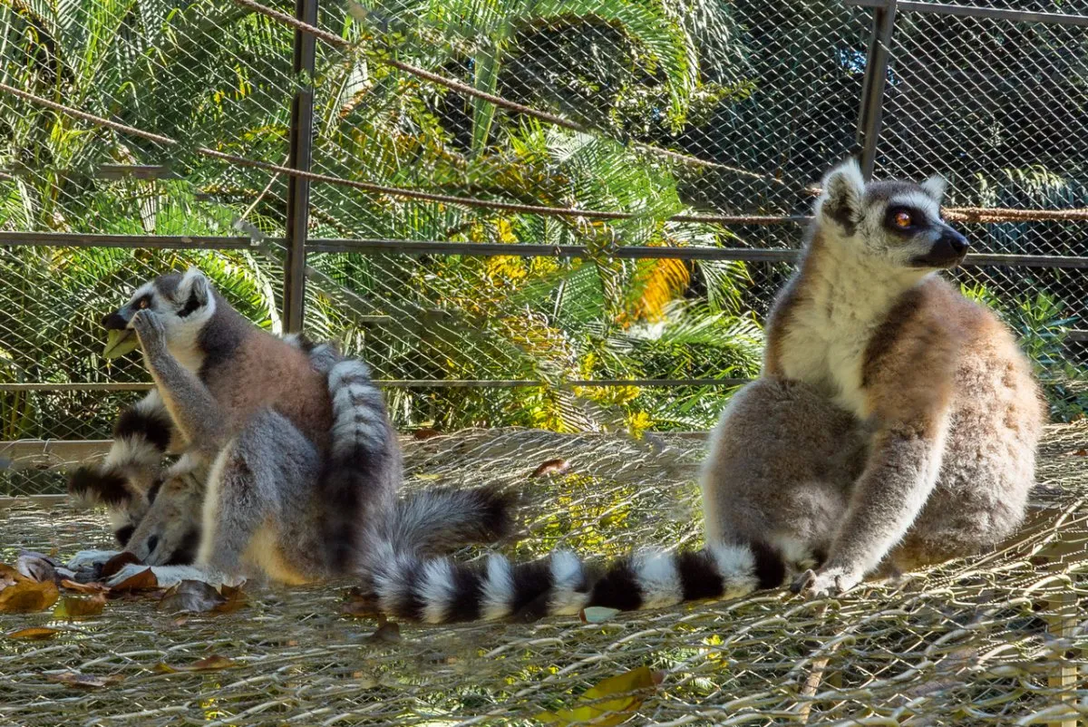 Maki Catta Lemur resting in La Vanille Nature Park, a natural habitat in Mauritius