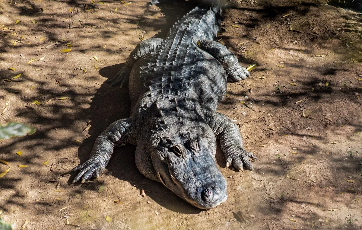 Close-up of a crocodile in a natural habitat in Mauritius at La Vanille Nature Park