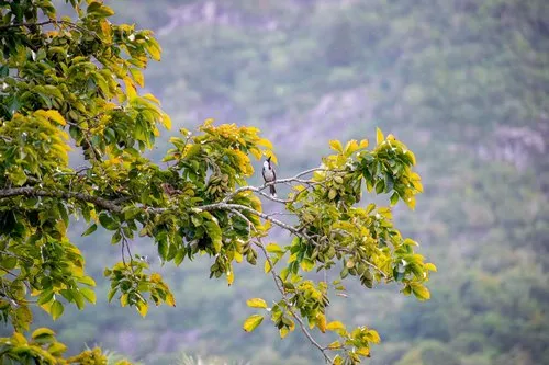 Bulbul bird over fruit tree branch