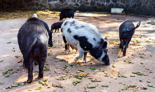 Wild boar in Mauritius