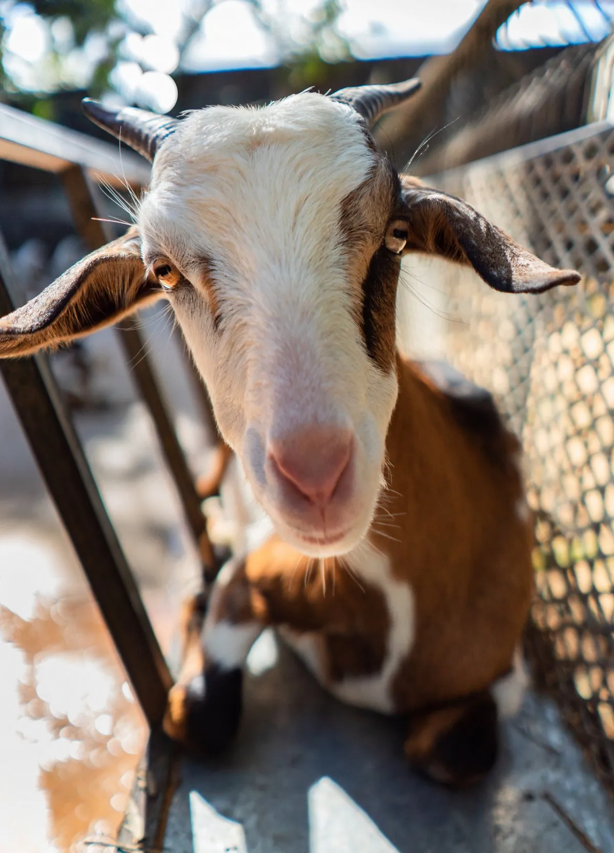 Goat standing on farm at La Vanille Nature Park in Mauritius with natural surroundings