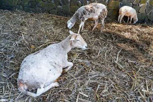 Flock of sheep in Mauritius