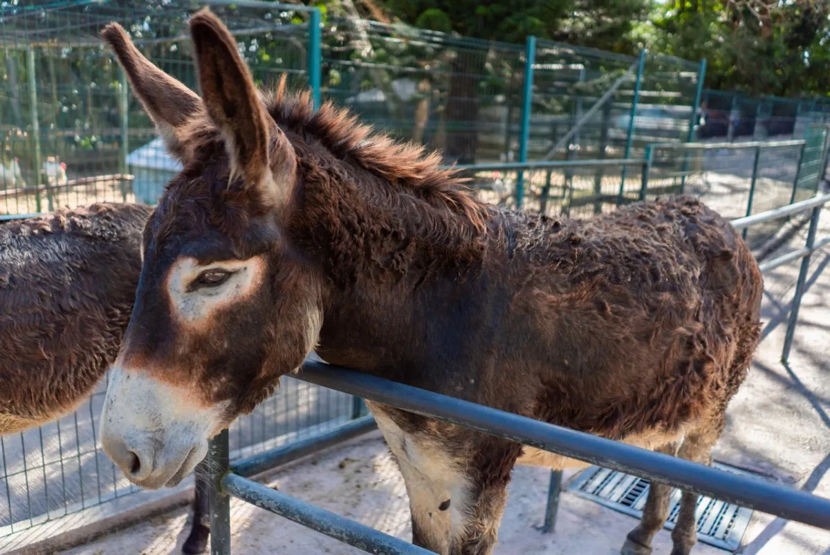 Affectionate donkey at La Vanille Nature Park in Mauritius standing calmly on the farm