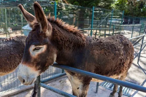 Mauritian Donkey in farm