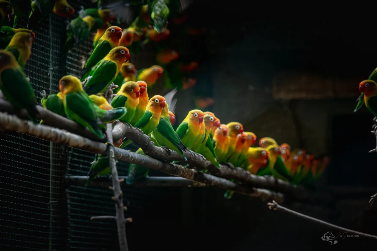 Small colorful parrots lined up at Casela Nature Park in Mauritius