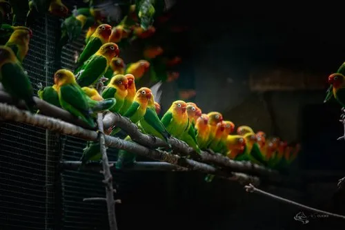 Small parrots aligned at Casela