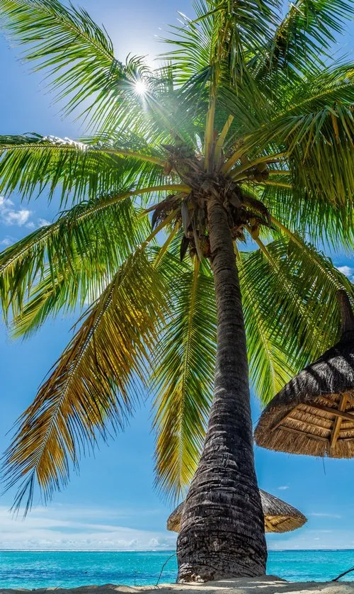 Green palm tree portrait image under sunny weather