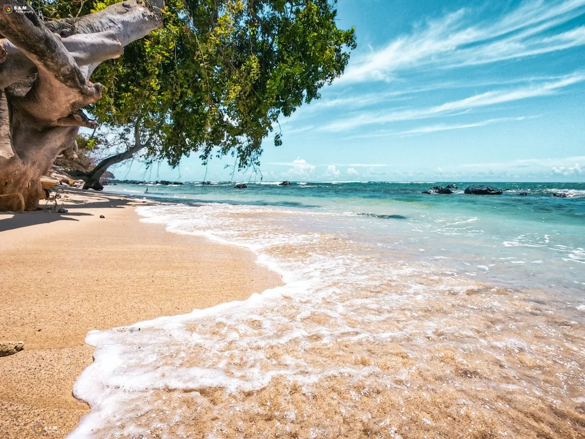 Turquoise water touching trees along Albion beach in Mauritius under a clear blue sky