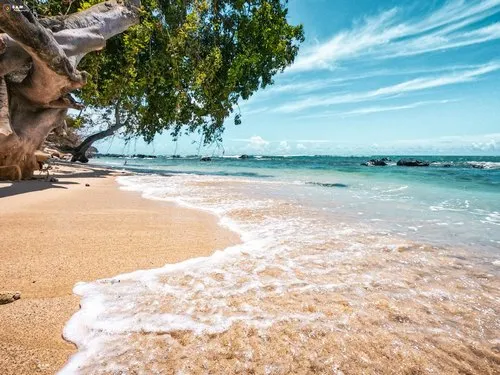 Turquoise water reaching the trees at Albion