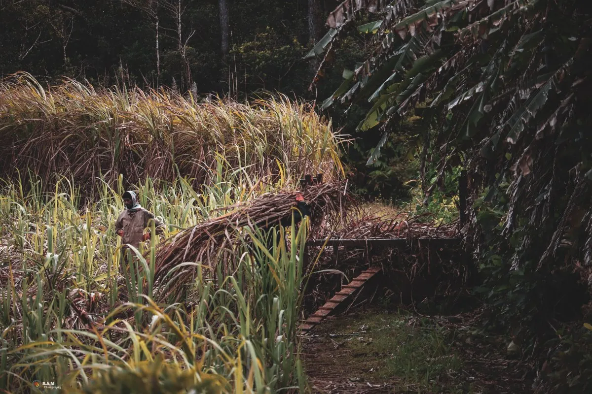 Sugarcane field during harvesting season, with cut cane leaves, tall grass, and a narrow rural path.