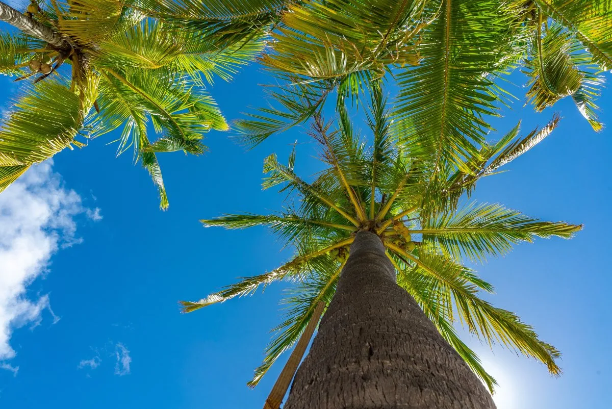 Bottom view of tall coconut tree with green leaves and yellow coconuts under clear blue sky in Mauritius