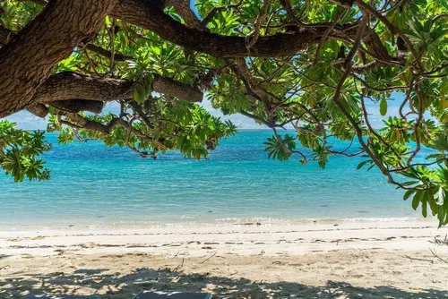 Lagoon Seascape view under perched Veloutier beach tree
