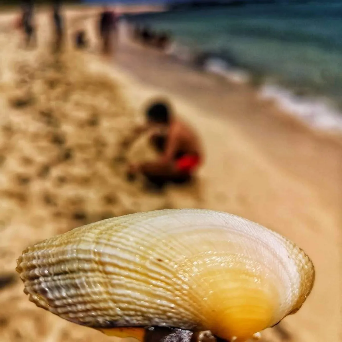 Close-up of a ridged clam shell on a sandy beach in Mauritius, with the shoreline and a blurred person in the background.