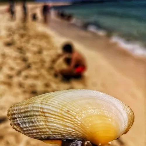 Ridged Clam Shell on the Beach