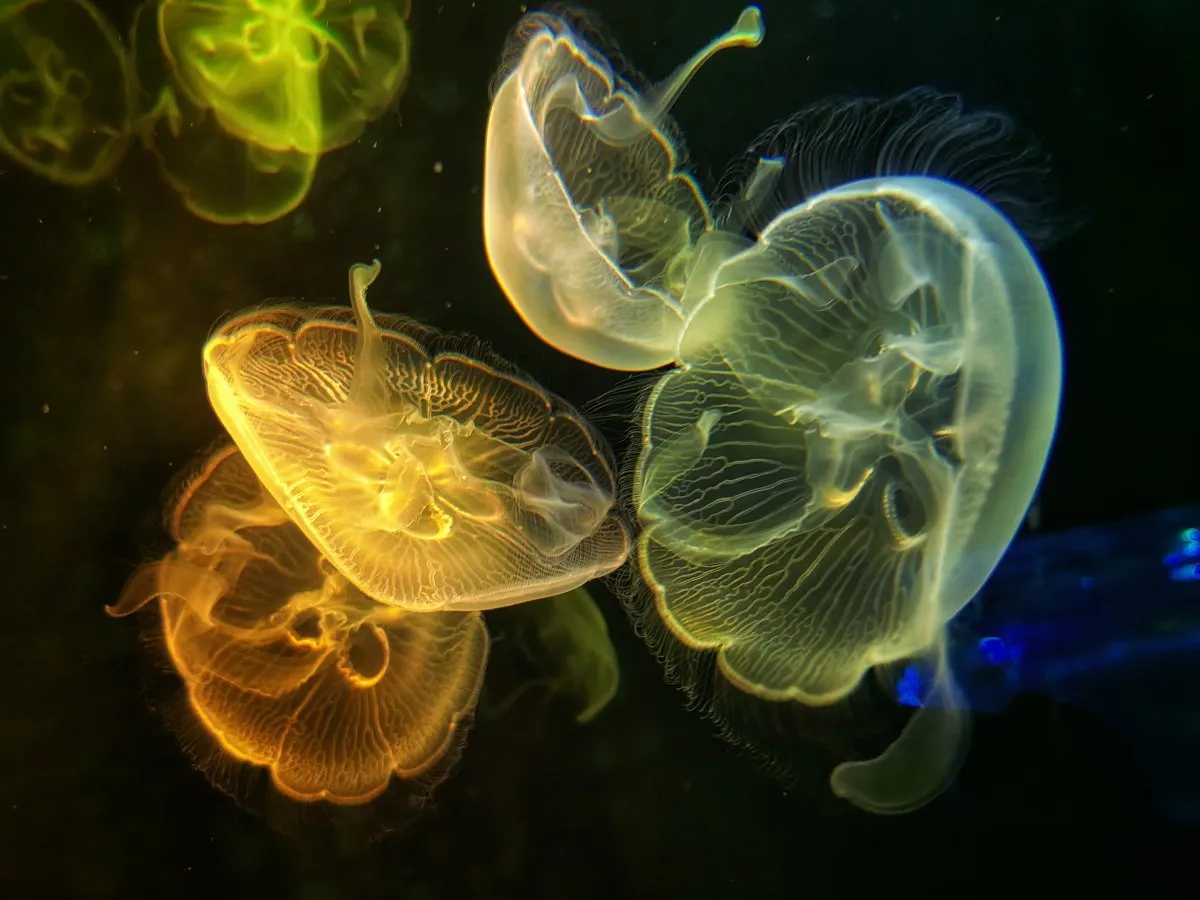 Glowing jellyfish floating in dark aquarium water at Odysseo Oceanarium in Mauritius.