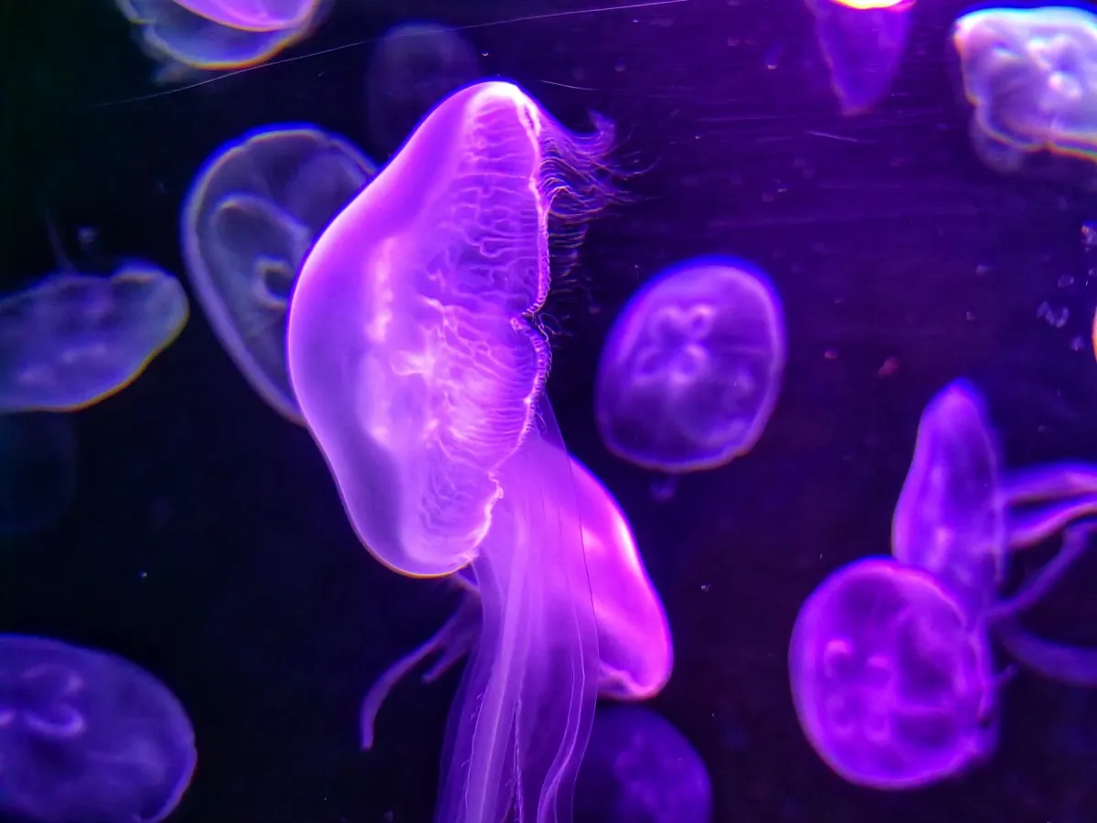 Purple jellyfish floating in dark aquarium water with translucent bodies and delicate tentacles under blue-purple lighting.