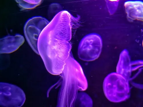 Purple Jellyfish Floating in Aquarium Light