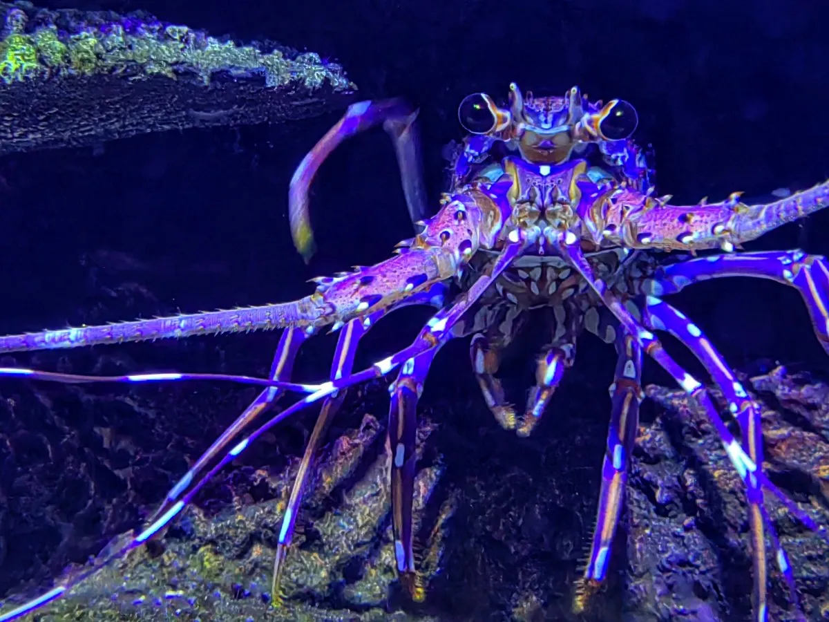 Spiny lobster with long antennae and colourful patterned shell photographed at Odysseo Oceanarium in Mauritius.