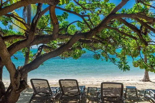 Tropical Veloutier beach tree next to azure sea ocean