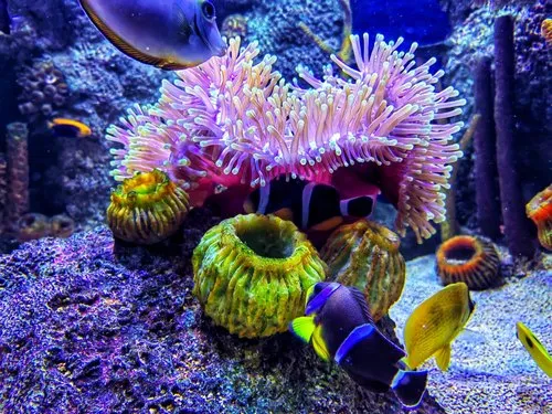 Clownfish and Sea Anemone at Odysseo Oceanarium