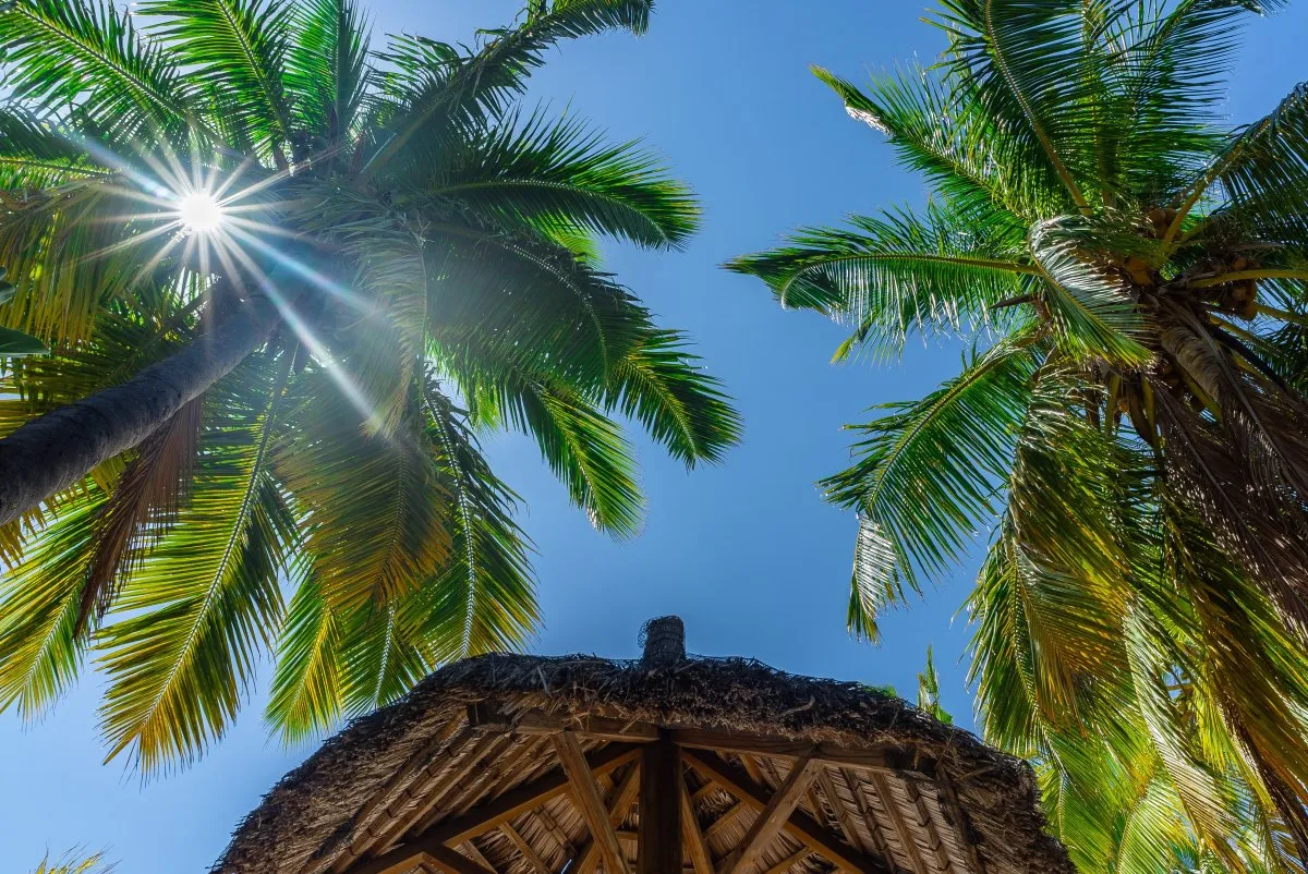 Sunlit palm trees and clear sky at Le Paradis Beachcomber beach in Mauritius