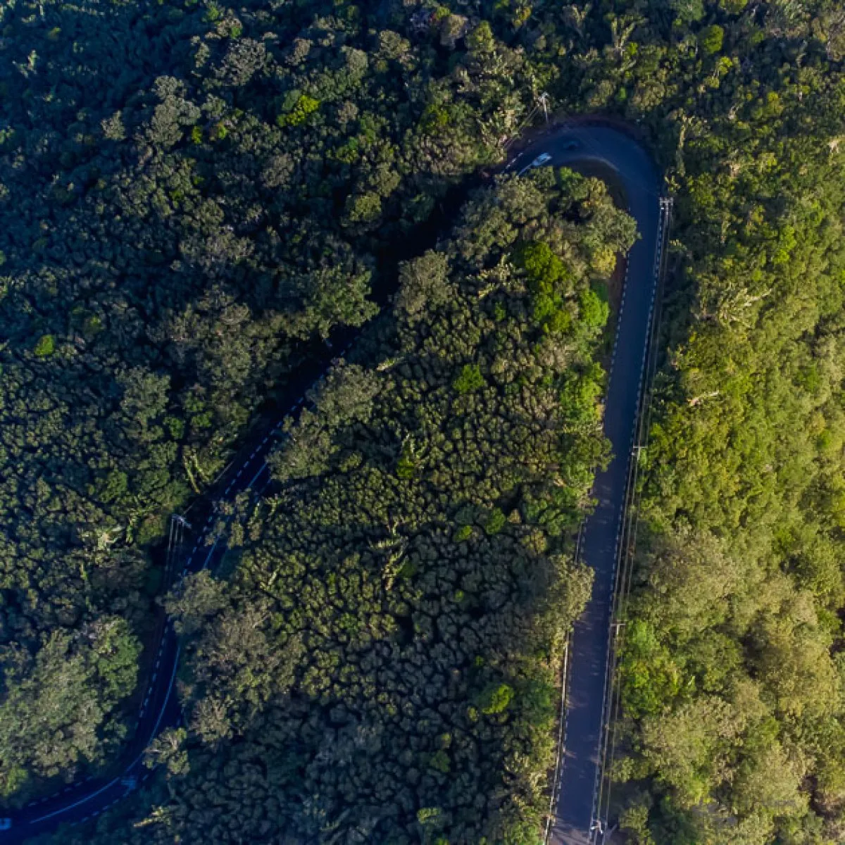 A winding scenic forest road leading to Bassin Blanc in Mauritius surrounded by lush green trees
