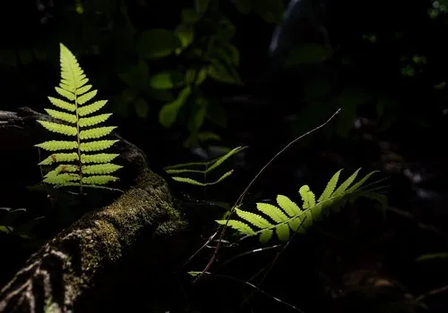 Dark abstract plant photography