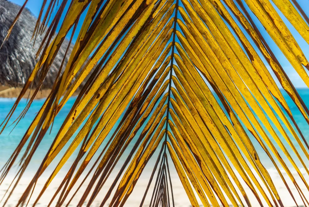 Yellow palm branch partially covering turquoise sea and lagoon view in Mauritius