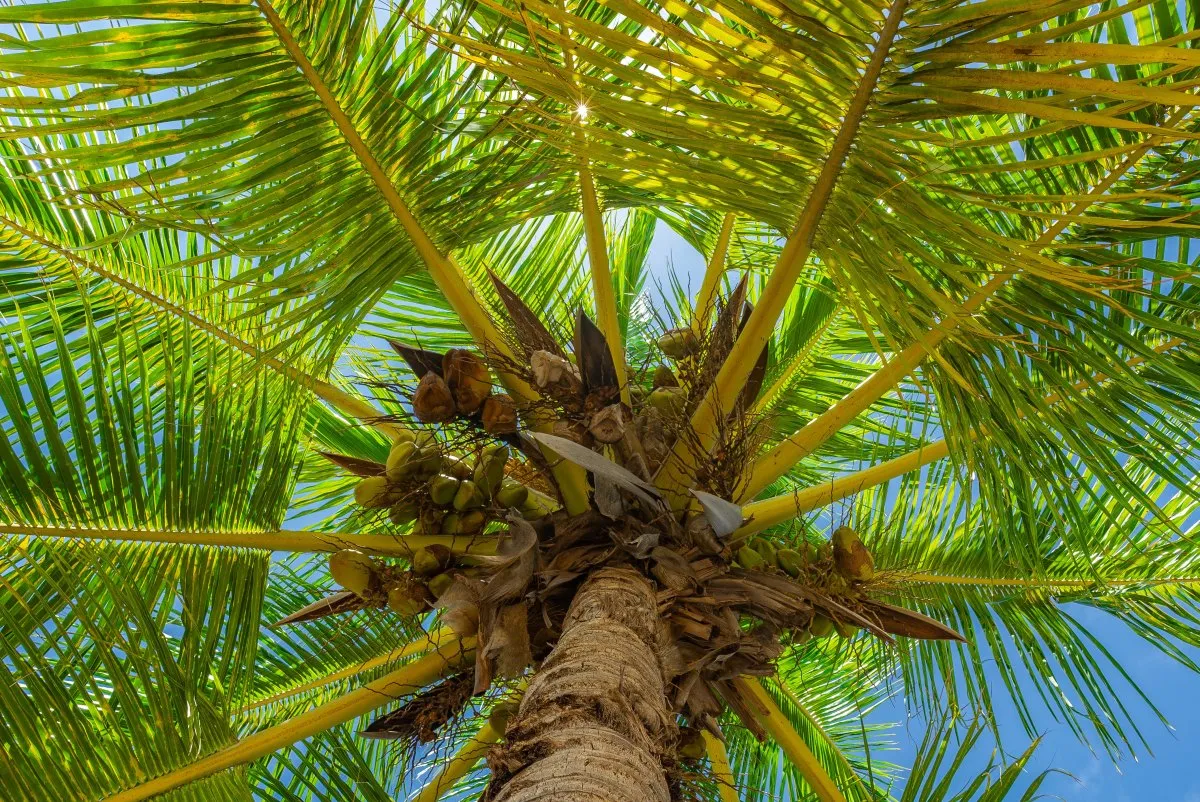 Close-up view of a bright green coconut tree with yellow coconuts in Mauritius
