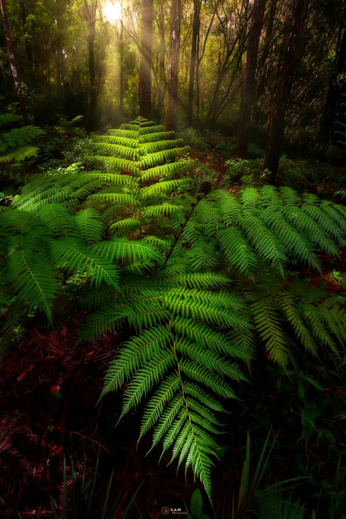 Lush green Fandia ferns glowing in golden sunlight beneath tall forest trees.